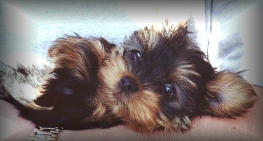 Saffy at about 7 weeks